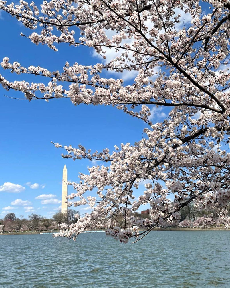 A Fresh Look at the Cherry Blossom Festival in Washington D.C.