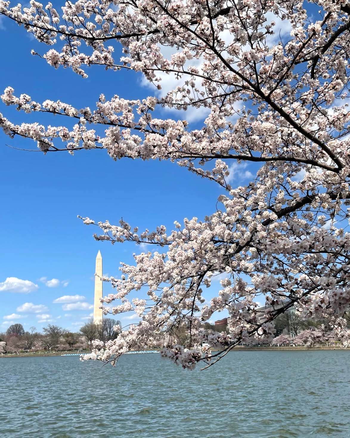 The cherry blossoms in DC 